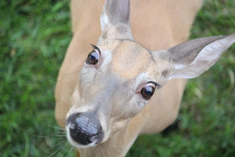 deer, doe, west virgina-4490217.jpg